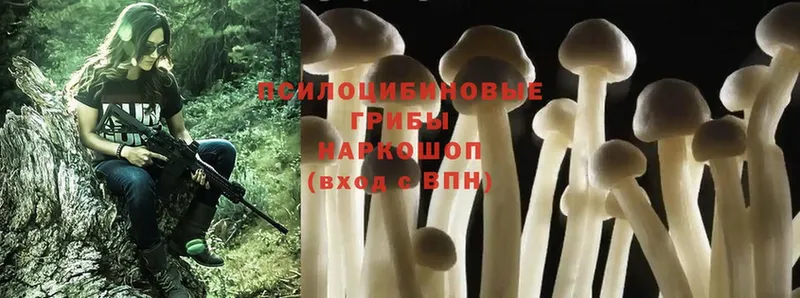 Псилоцибиновые грибы Cubensis  где можно купить наркотик  hydra ТОР  Ленск 